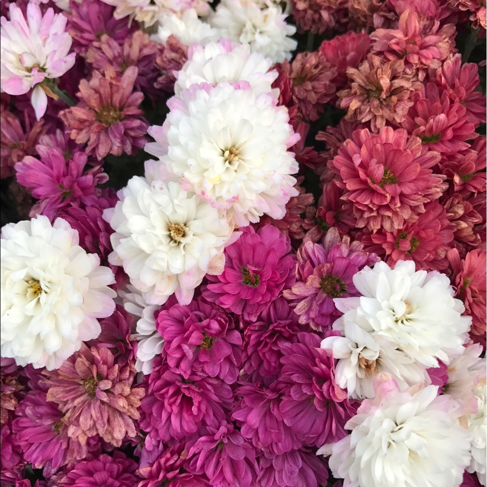 Meet your Posher, Julia